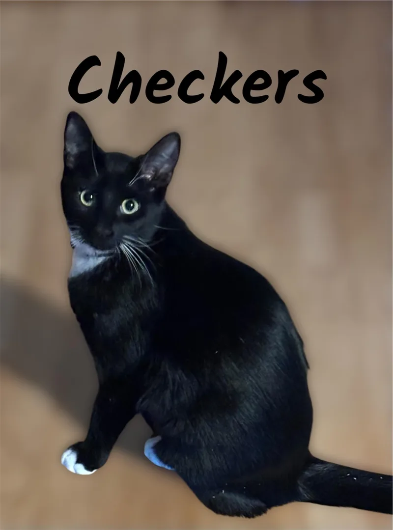 A young small-sized female Domestic Short Hair cat named Checkers for adoption in Auburn, CA