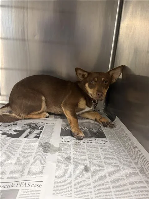 A young small-sized female Chihuahua dog named Coco for adoption in Van Nuys, CA