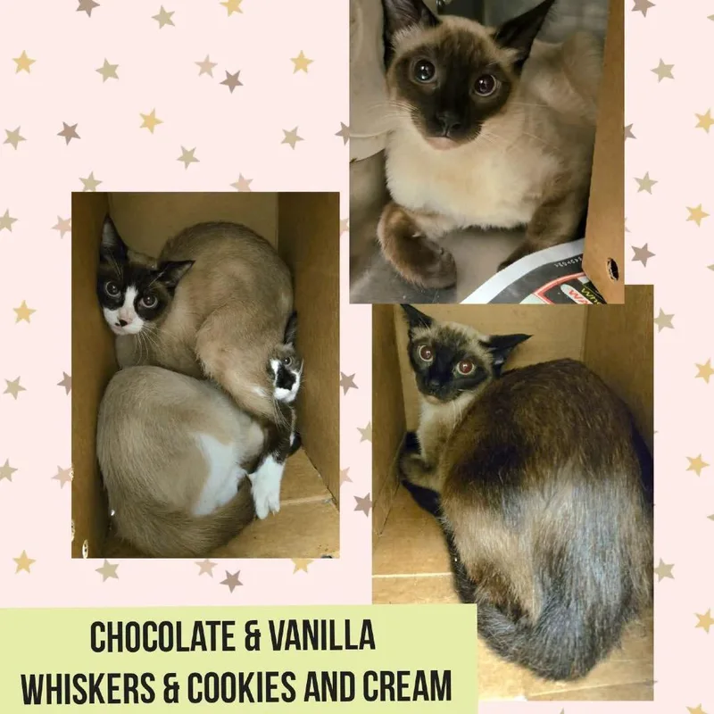 A young medium-sized male Cream / Ivory Siamese cat named Cookies and Cream for adoption in Wheeling, IL