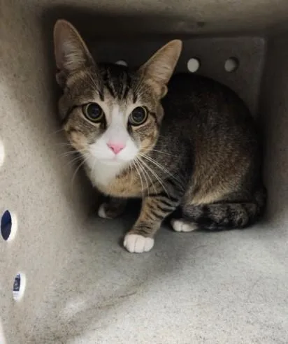 A young large-sized male Domestic Short Hair cat named Cricket for adoption in Los Angeles, CA