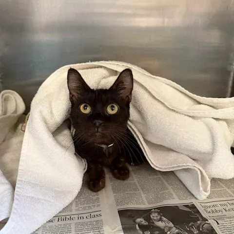An adult medium-sized female Black Domestic Short Hair cat named Gouda for adoption in Long Beach, CA