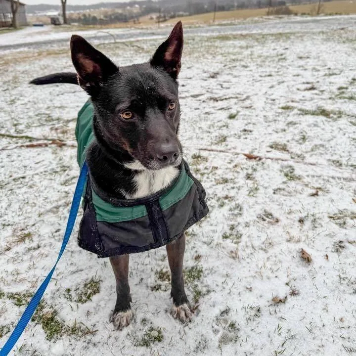 An adult medium-sized male Black Mixed Breed dog named Bambam for adoption in Jefferson city, TN