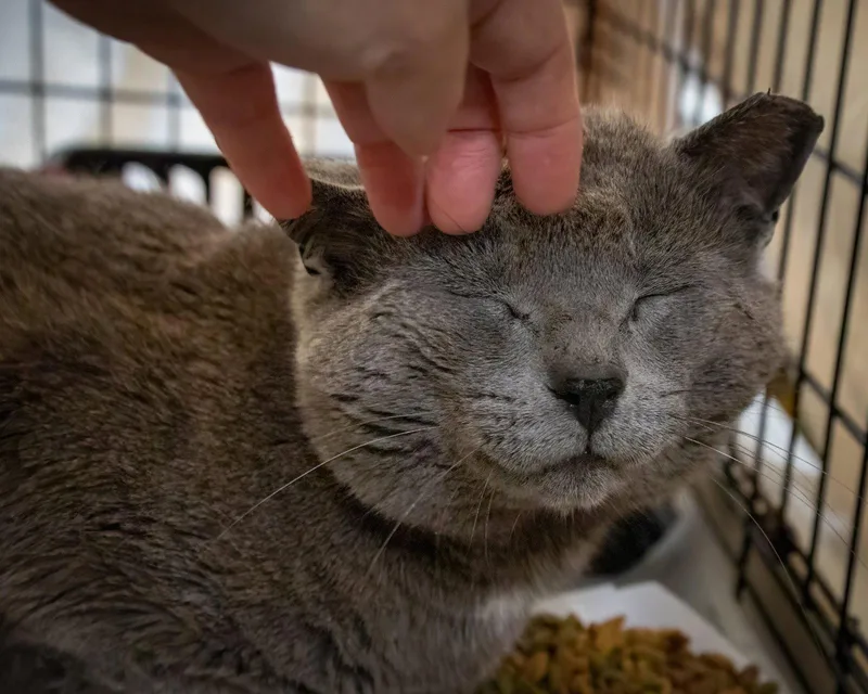 An adult large-sized male Gray / Blue / Silver Domestic Short Hair cat named Rocky for adoption in Greenville, DE