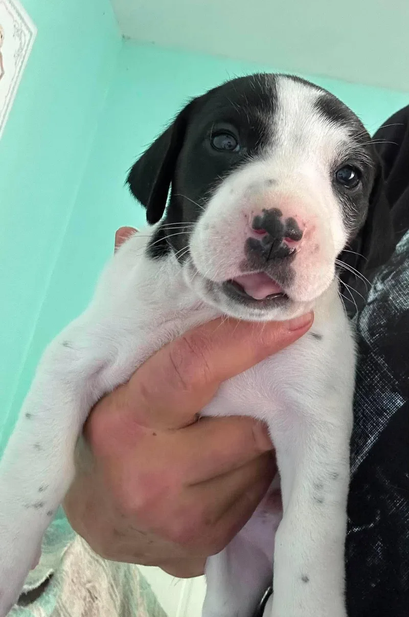 Wil  Puppy of thumbnail 2