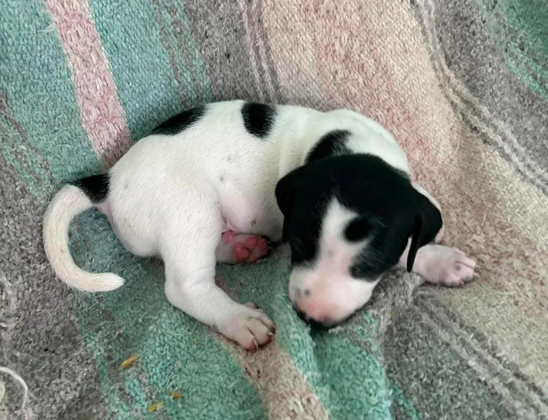 Wil  Puppy of thumbnail 3