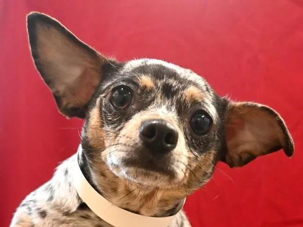 Sadie
