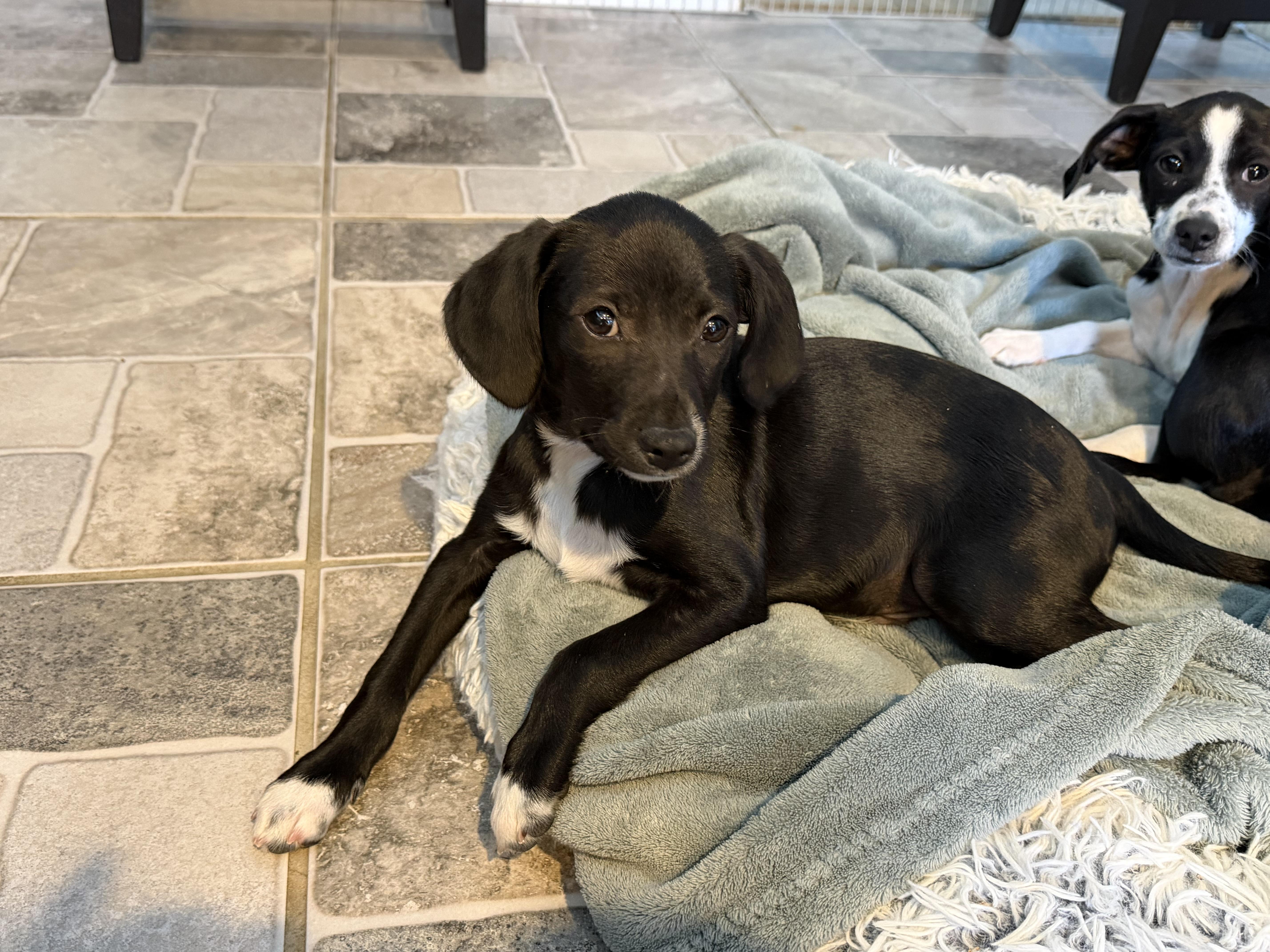 A baby small-sized male Black Chihuahua dog named Coal for adoption in Stuarts Draft, VA