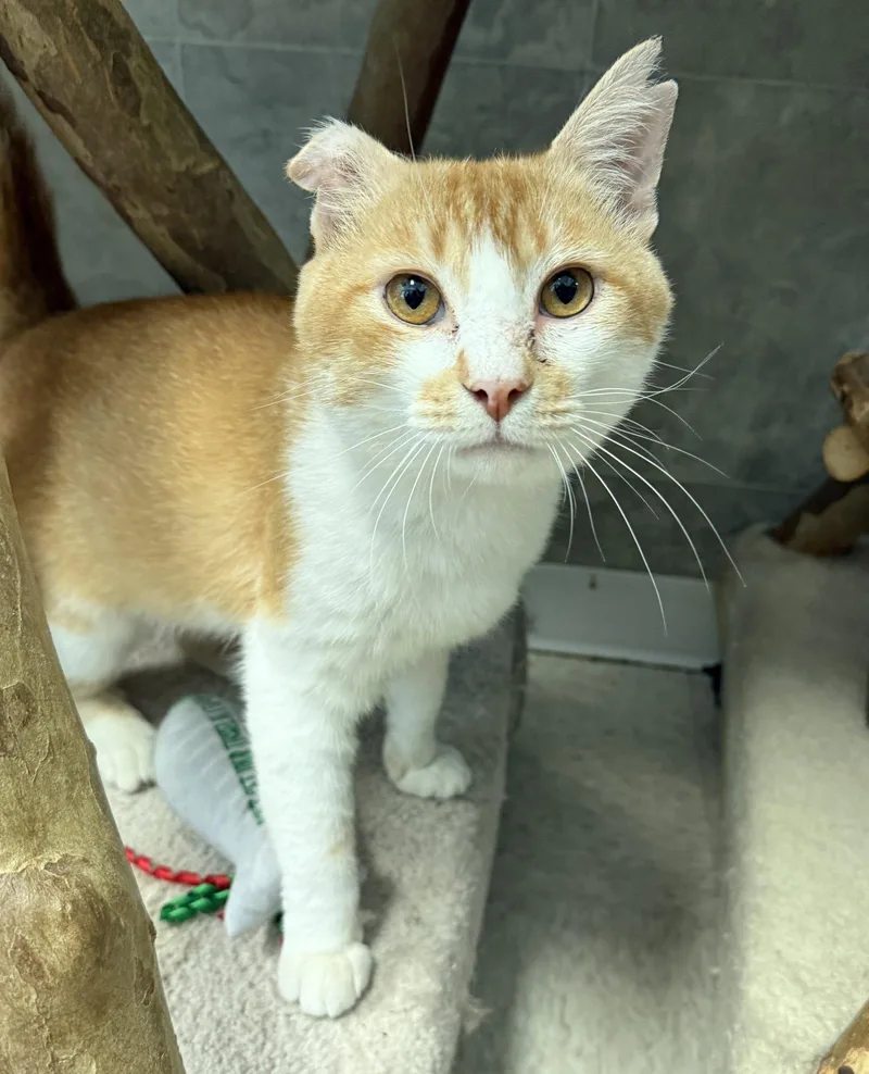An adult medium-sized male Orange & White Domestic Short Hair cat named Marley for adoption in Dublin, OH