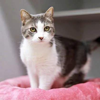 A senior small-sized female Gray / Blue / Silver Domestic Short Hair cat named Molly for adoption in Atlanta, GA