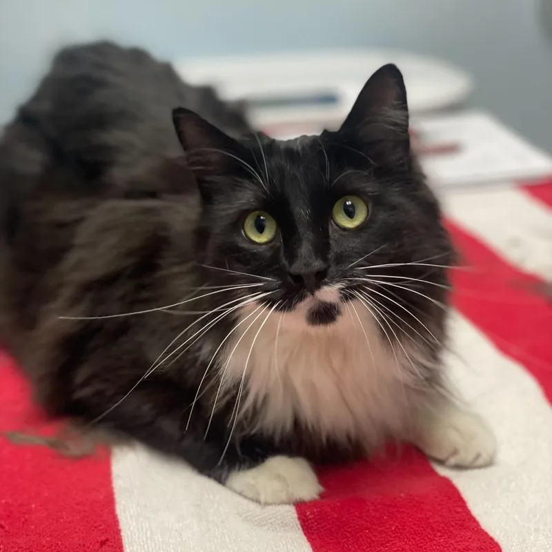 An adult large-sized female Black Domestic Medium Hair cat named Muggy for adoption in Riverside, CA