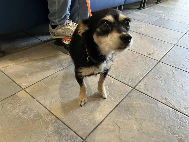 A young small-sized female Cairn Terrier dog named Yara for adoption in Tustin, CA
