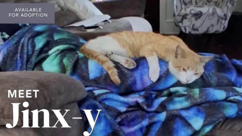 A young medium-sized male Orange & White Domestic Short Hair cat named Jinxy for adoption in Kenhorst, PA