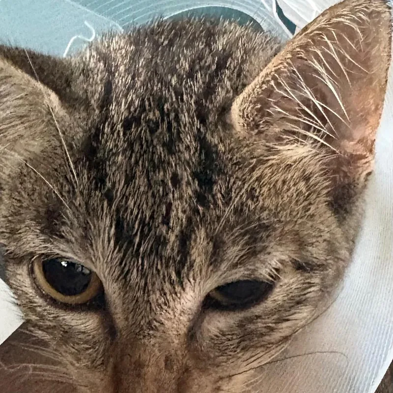A baby small-sized female Brown / Chocolate Domestic Short Hair cat named Taylor for adoption in Leander, TX