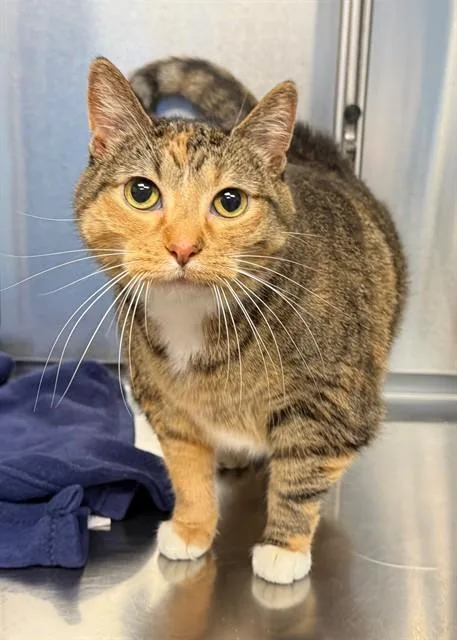 An adult extra large-sized female Domestic Short Hair cat named Lulu Lime for adoption in Minneapolis, MN
