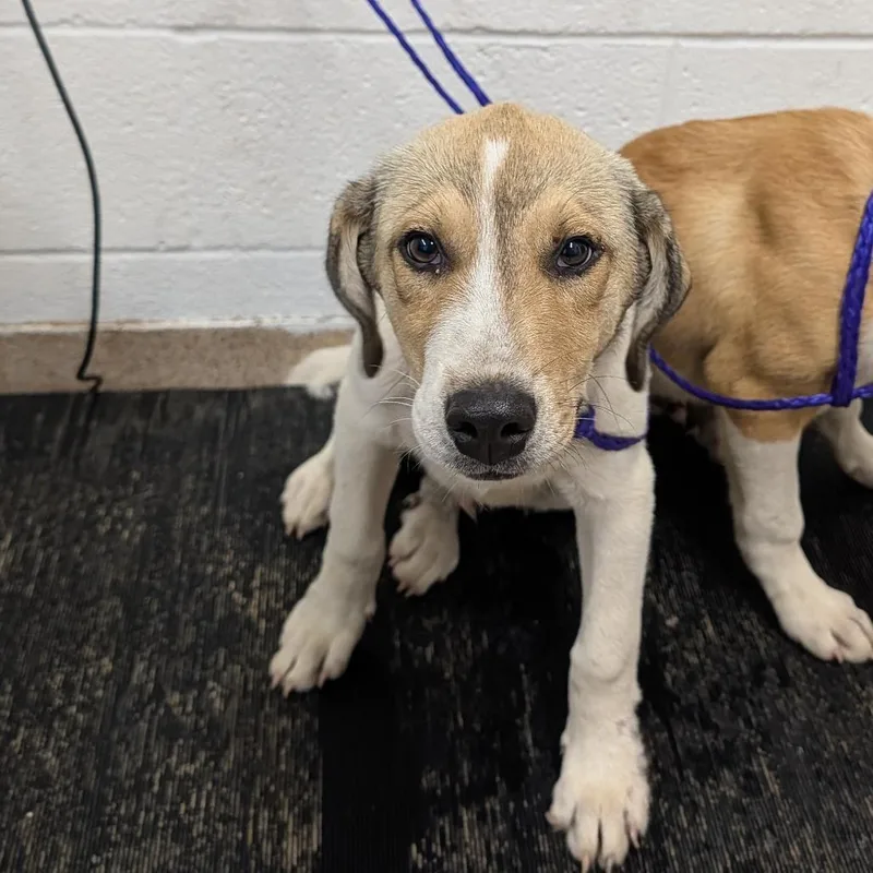 A baby small-sized male Yellow / Tan / Blond / Fawn Mixed Breed dog named Polo for adoption in Ardmore, OK