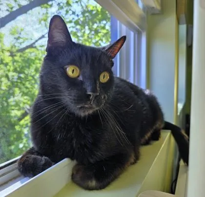 A senior medium-sized male Domestic Short Hair cat named Chaka for adoption in Washington, DC