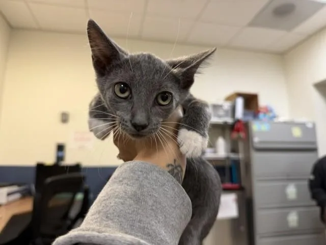 A baby small-sized male Domestic Short Hair cat named Loki for adoption in Miami, FL