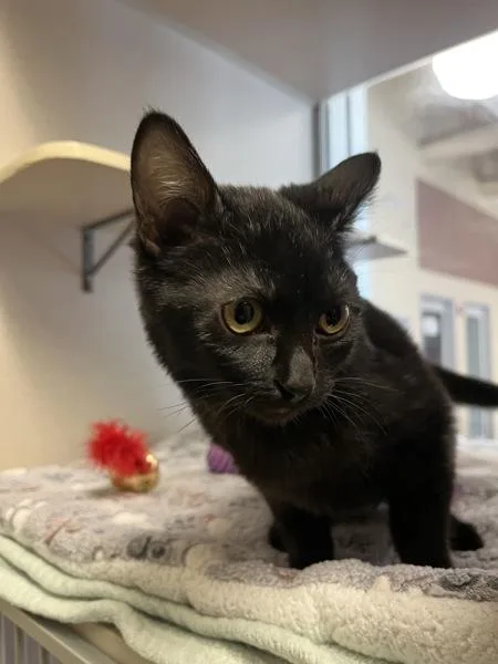 A baby small-sized female Domestic Short Hair cat named Dove for adoption in Monterey, CA