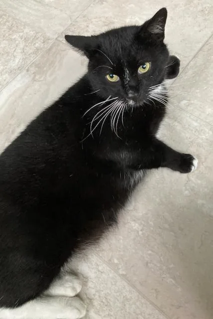An adult medium-sized male Black & White / Tuxedo Domestic Short Hair cat named Charlie  Personality Plus for adoption in Durham, CT