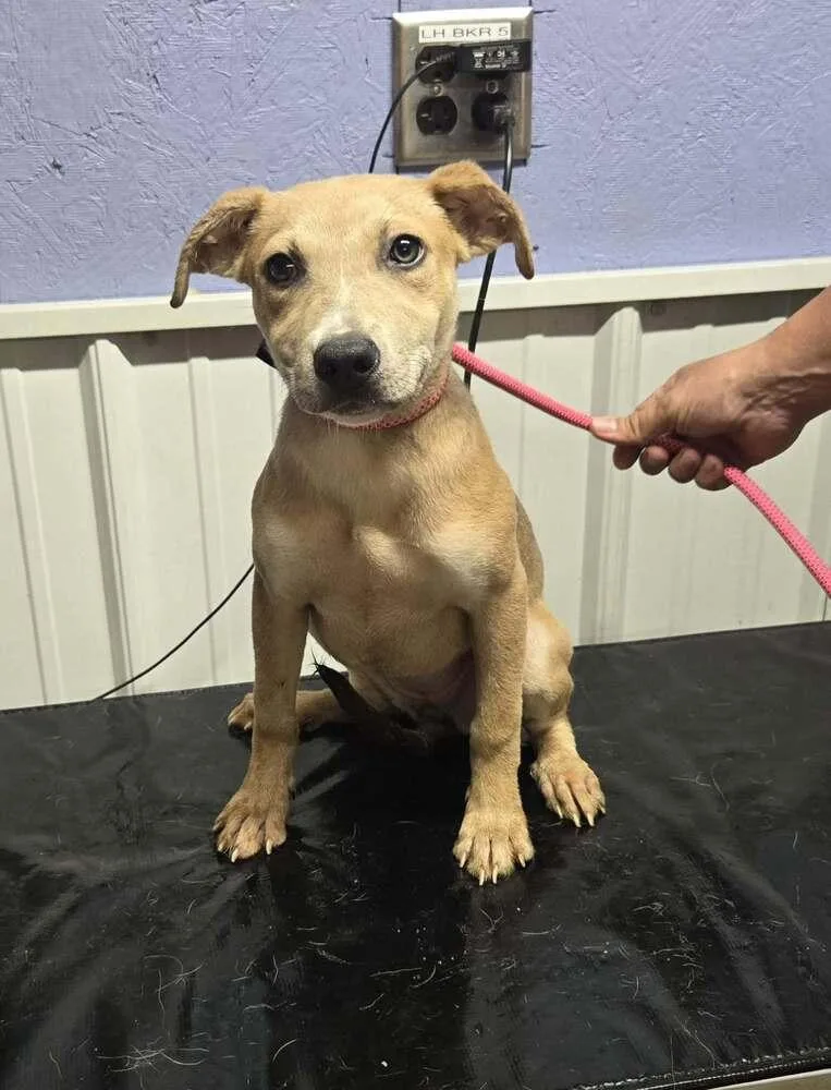 A young medium-sized female White / Cream Labrador Retriever dog named Sky for adoption in Waverly, OH