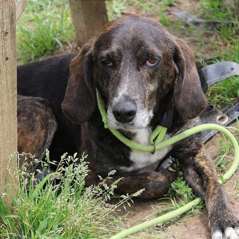 A senior medium-sized male Brindle Plott Hound dog named Cane for adoption in West Point, MS