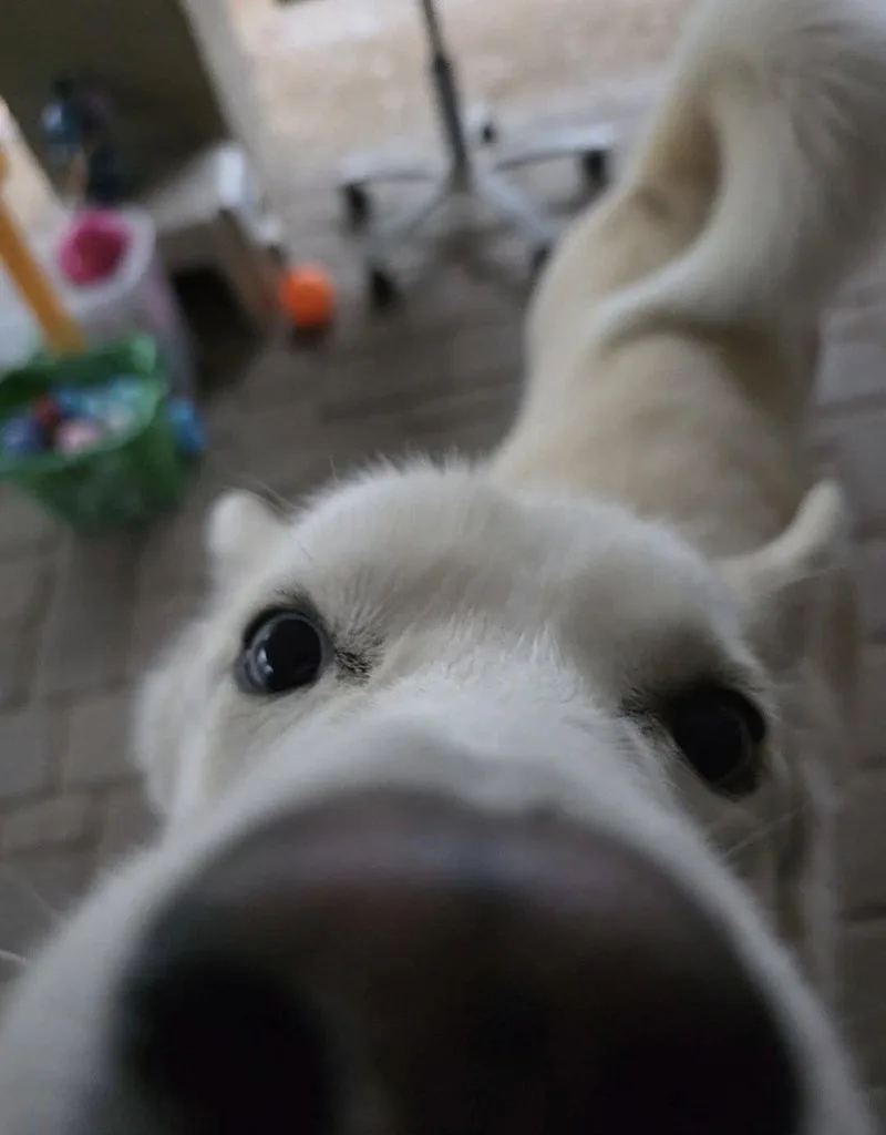 An adult large-sized female Husky dog named Luna for adoption in Chandler, AZ