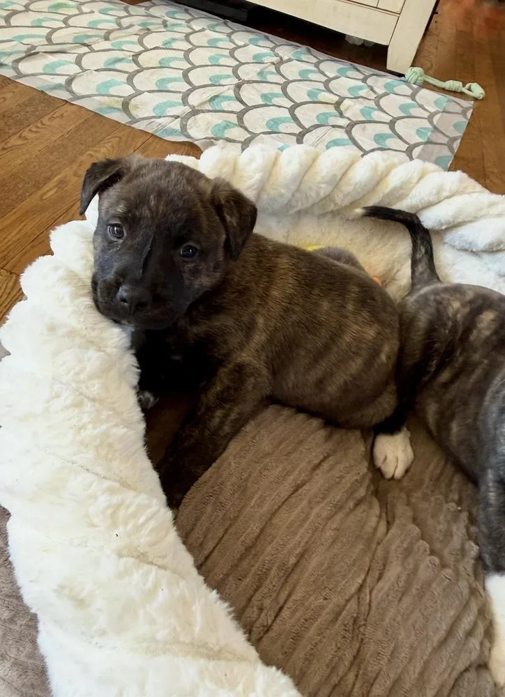A baby large-sized female Brindle Labrador Retriever dog named Pebbles for adoption in Greenlawn, NY