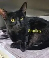 A young medium-sized male Black Domestic Short Hair cat named Studley for adoption in Moline, IL
