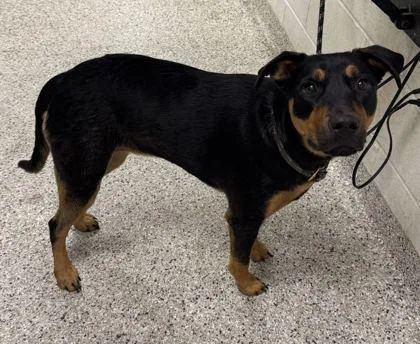 A young large-sized female Black Mixed Breed dog named Tyra for adoption in Kansas City, MO