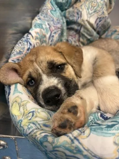 Nacho