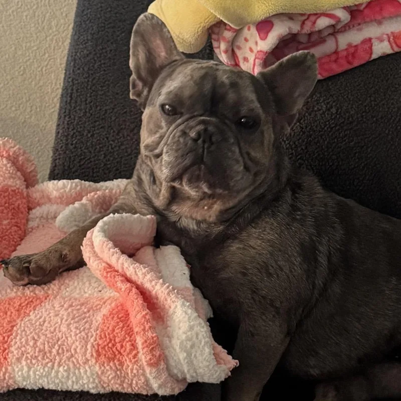 A baby medium-sized male Gray / Blue / Silver French Bulldog dog named Hutch for adoption in Las Vegas, NV