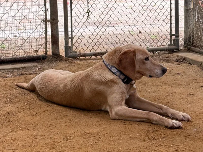 A senior medium-sized female Labrador Retriever dog named Matilda for adoption in Hampton, VA