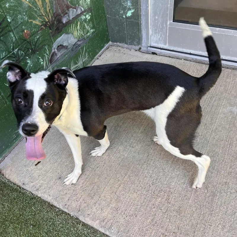 An adult medium-sized female Black Mixed Breed dog named Mia for adoption in Fairport, NY