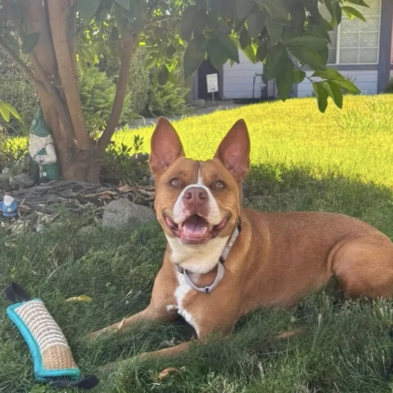 An adult medium-sized female Red / Chestnut / Orange American Staffordshire Terrier dog named Nala for adoption in Citrus Heights, CA