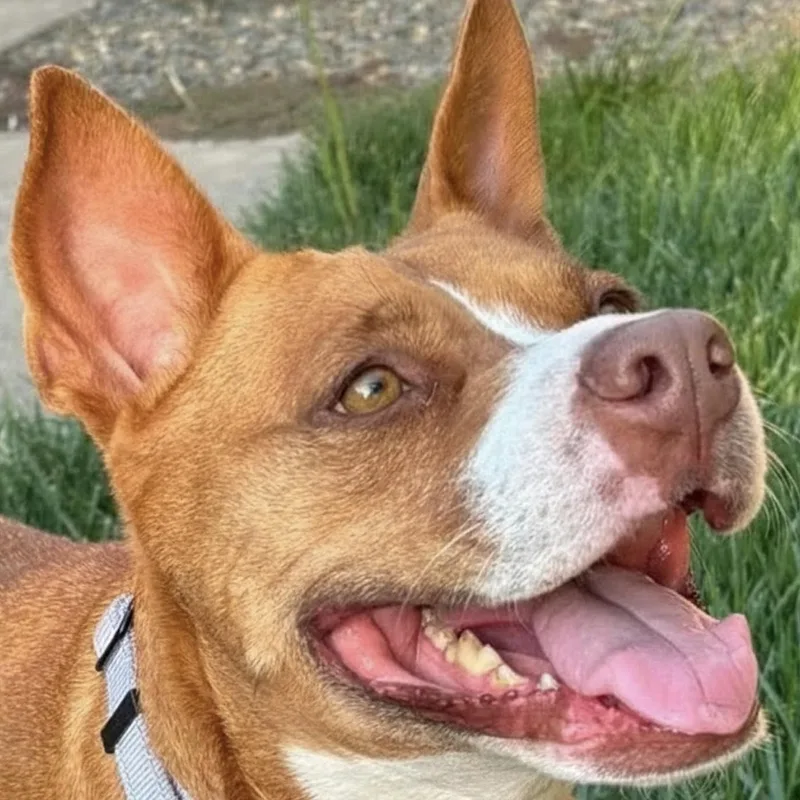 Nala thumbnail 2