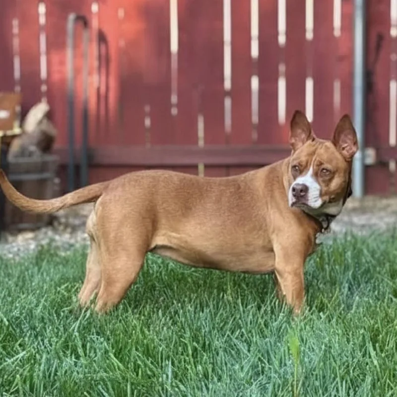 Nala thumbnail 4
