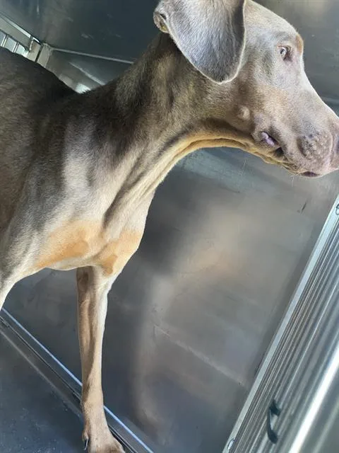 An adult large-sized female Doberman Pinscher dog named Ruby for adoption in Dallas, TX