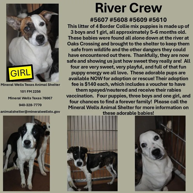 A baby medium-sized male Border Collie dog named River Crew for adoption in Mineral Wells, TX