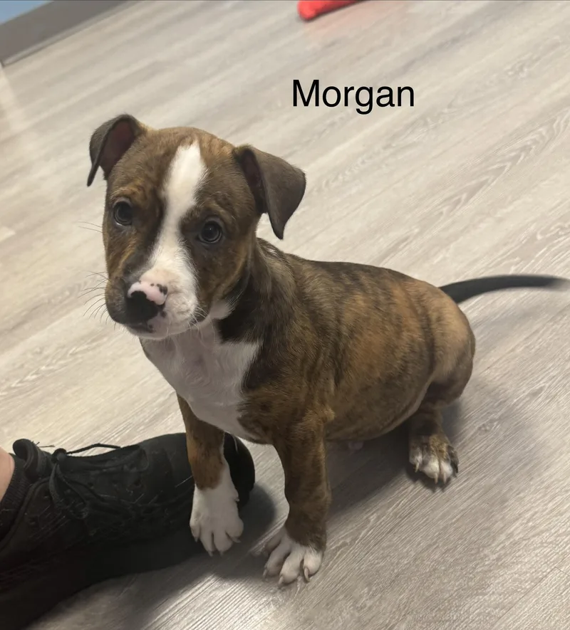 Morgan