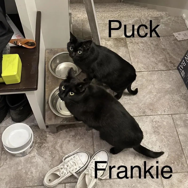 Frankie