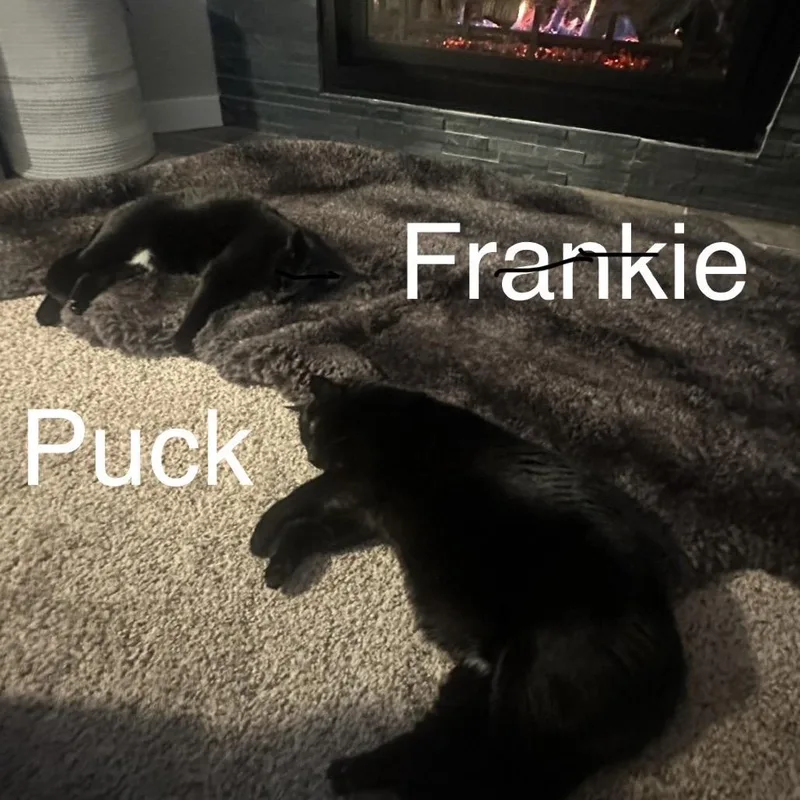 Frankie thumbnail 2