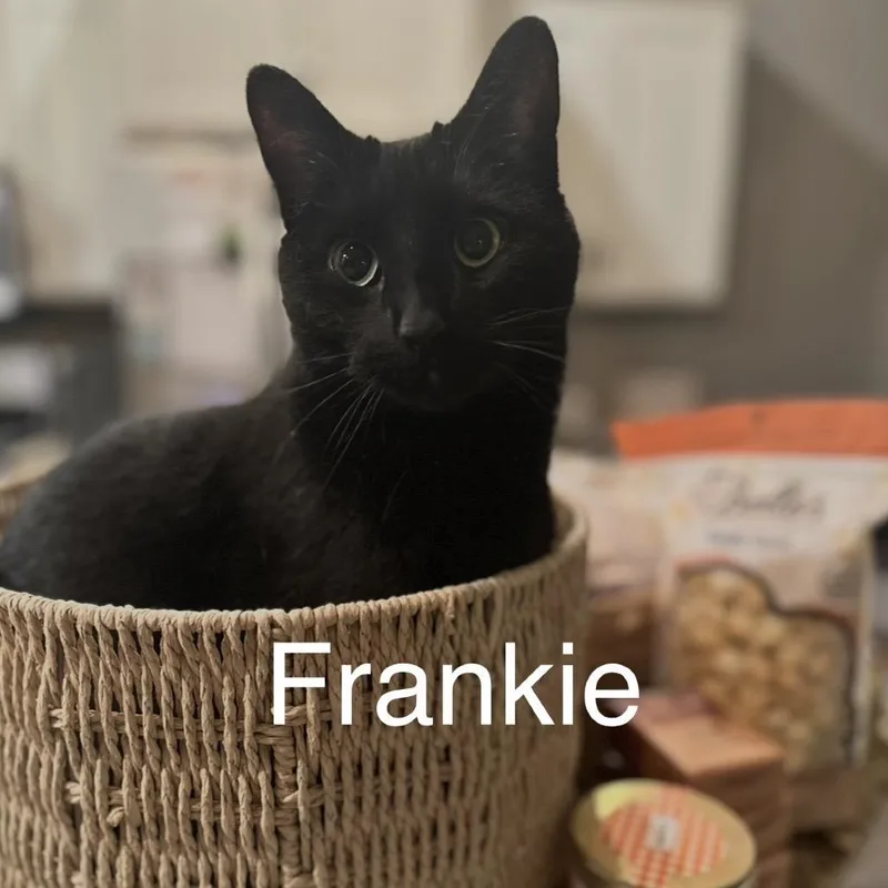 Frankie thumbnail 3