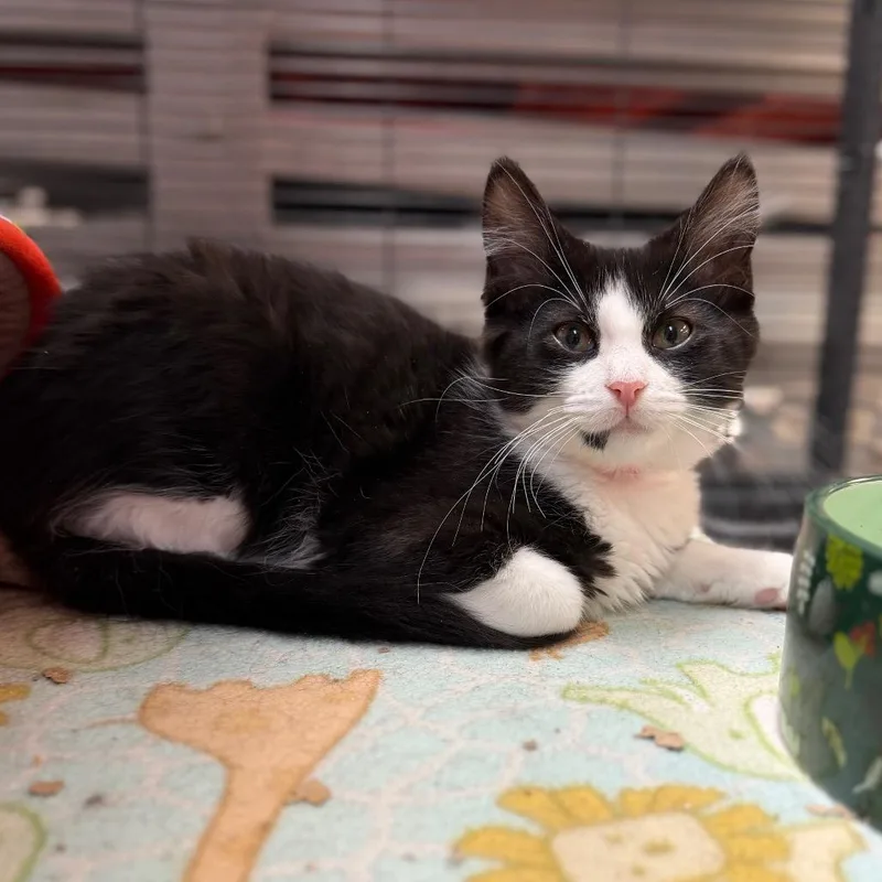 A baby medium-sized female Domestic Medium Hair cat named Oakley for adoption in Portage, MI