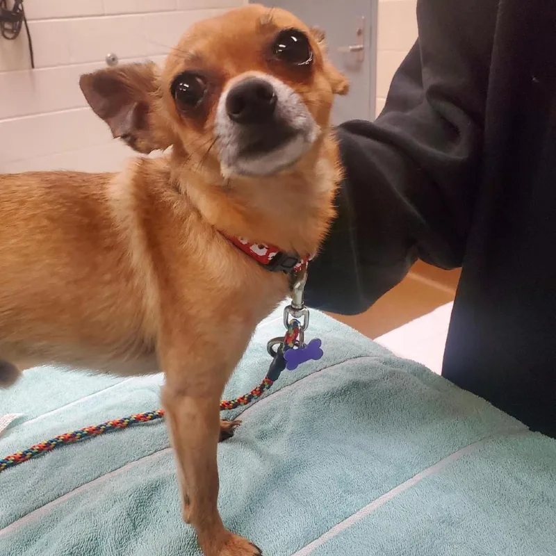 An adult small-sized male Chihuahua dog named Nico for adoption in Wichita, KS
