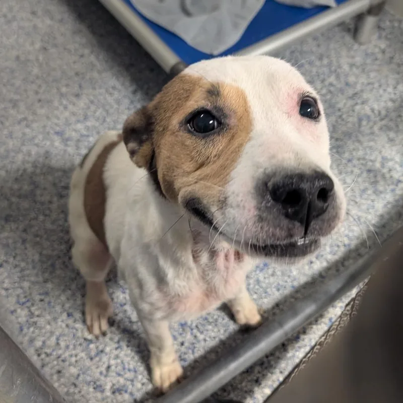 A senior medium-sized female White / Cream American Staffordshire Terrier dog named Star for adoption in Greenville, SC