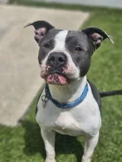 An adult large-sized female Mixed Breed dog named Rainbow for adoption in Savannah, GA