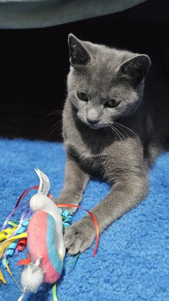 A young medium-sized female Gray / Blue / Silver Domestic Short Hair cat named Lyra for adoption in Olyphant, PA