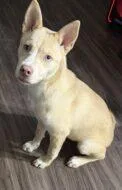 A baby medium-sized female Mixed Breed dog named Opal for adoption in West Chester, PA