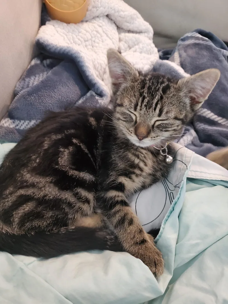 A baby medium-sized female Domestic Short Hair cat named Pepper for adoption in Rochester, WA