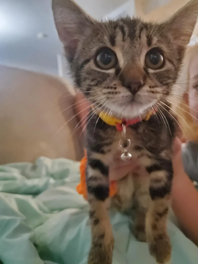 Pepper thumbnail 2